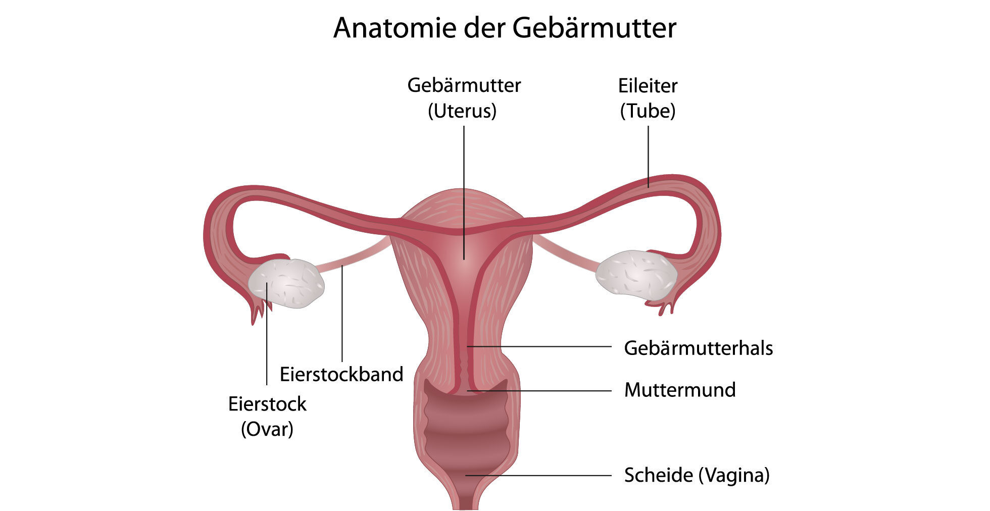 Die weiblichen Geschlechtsorgane