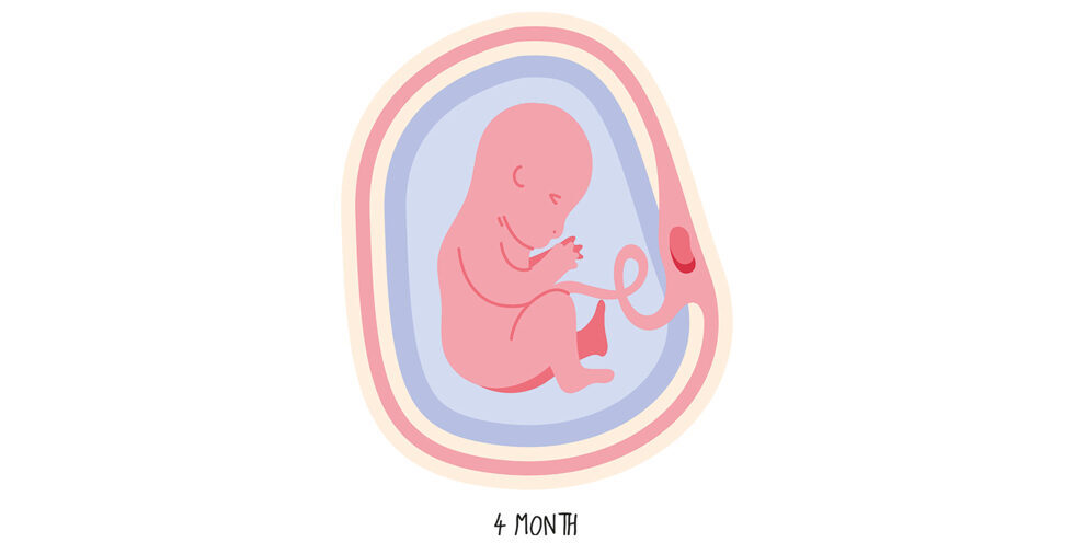 Da bereits alle Organe vollständig angelegt sind, investiert Ihr Kind nun alle Kraft in die weitere Ausbildung und das Wachstum aller Organe. 